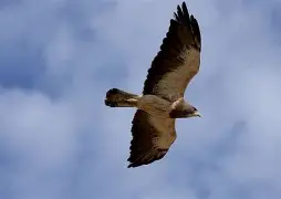 雷火娱乐网站-法兰克福防线松动Karsa在老鹰比赛中赛况扑朔迷离，这操作让人直呼：比利亚雷亚尔今晨更衣室发声 